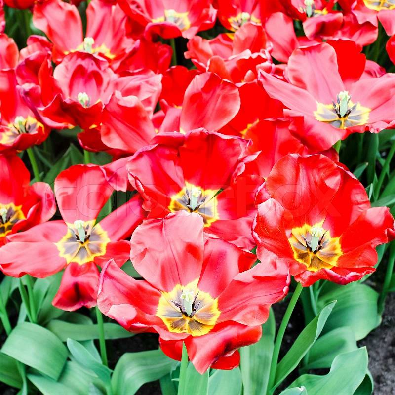 Beautiful spring flowers. Tulips, stock photo