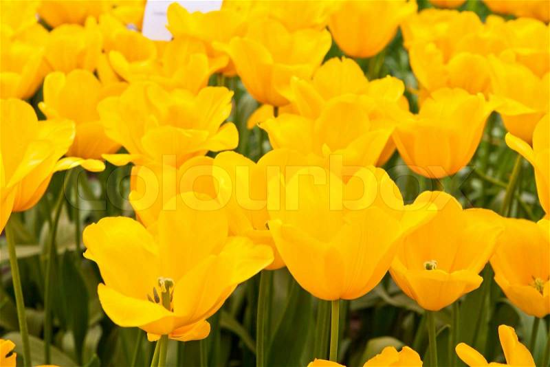 Beautiful spring flowers. Tulips, stock photo