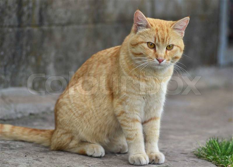Cute cat cartoon and redhead, stock photo