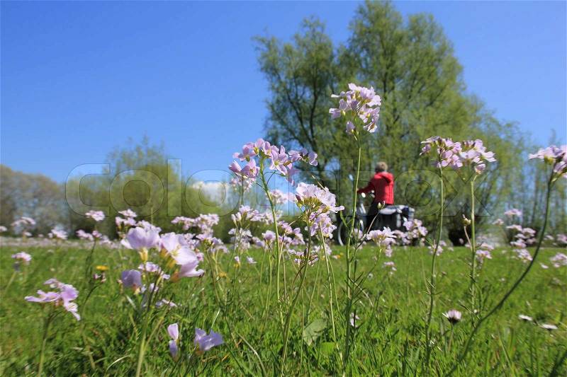Lady in red is biking along a field of blooming cuckoo flowers in her spare time in spring, wonderful sight, stock photo