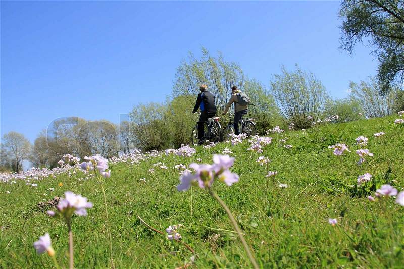 Two boyfriends are biking along a field of blooming cuckoo flowers and going to school in spring, stock photo