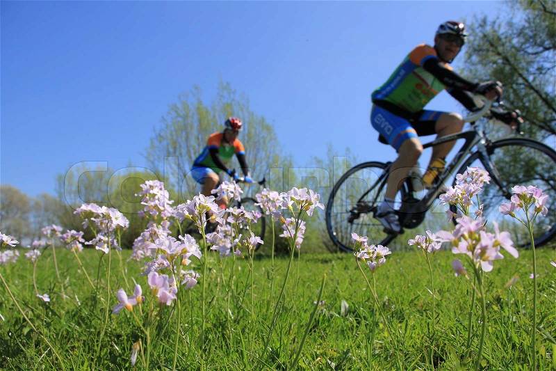 Two cyclists, boyfriends, are biking along a field of blooming cuckoo flowers on the bike path in spring, stock photo