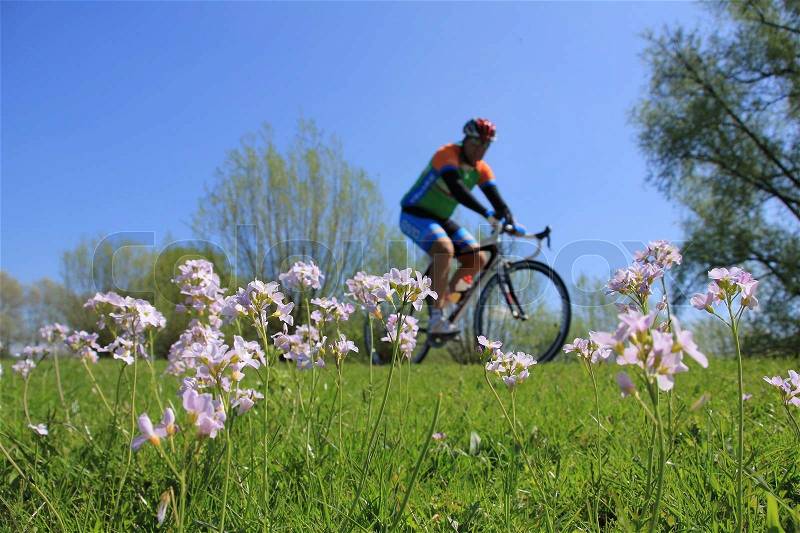 A cyclist is biking along a field of blooming cuckoo flowers on the bike path in his spare time, stock photo
