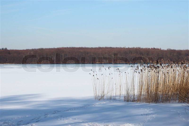 Reed pipes at frozen snowy lake in winter, stock photo
