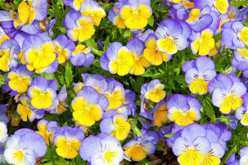 Colorful blue and yellow pansy flowers. Nature background, stock photo