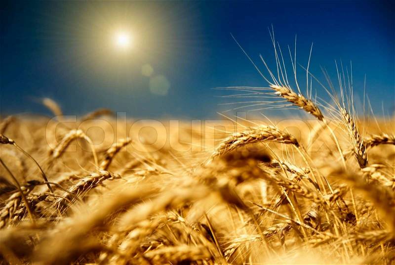Gold wheat and blue sky with sun, stock photo
