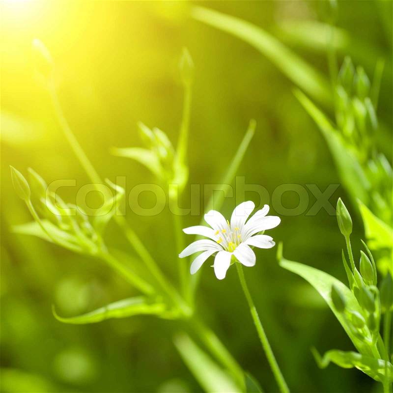 White chamomile in green grass, stock photo