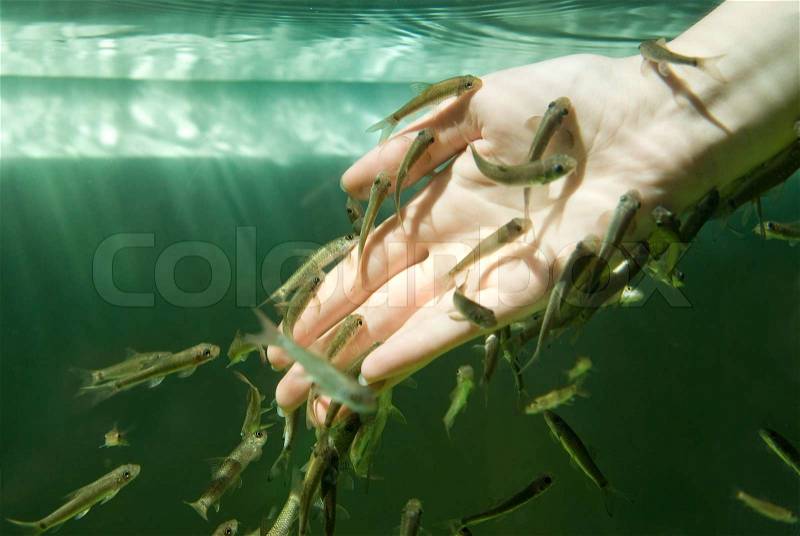 Hand in water with fishes Fish spa for skin care, stock photo
