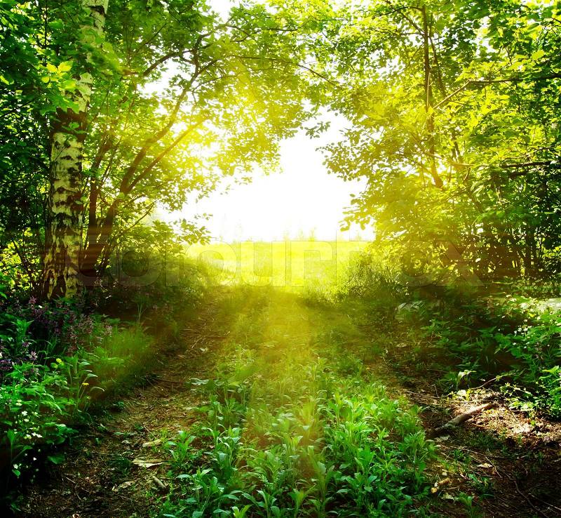 Path out of the deep forest in the sun, stock photo