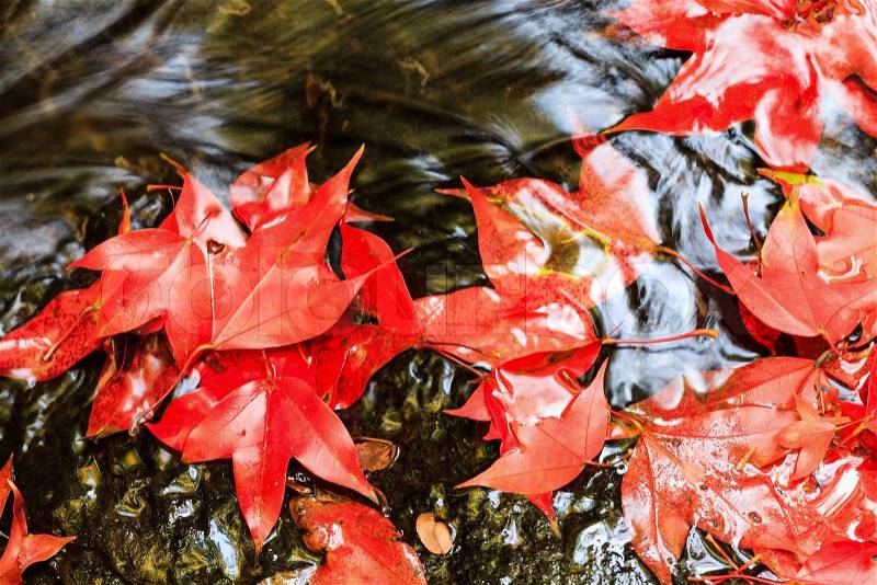 Red maple leaf during fall at Phukradung National Park, Loei, Thailand, stock photo