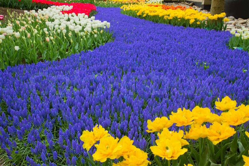 Blue spring of flowers in holland garden Keukenhof, Netherlands, stock photo