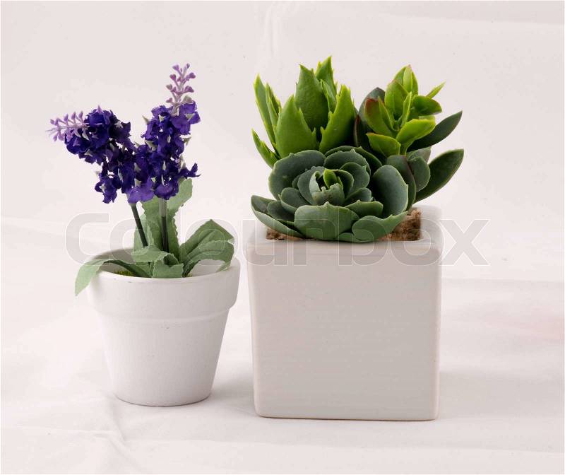 Small beautiful green plant on white background, stock photo