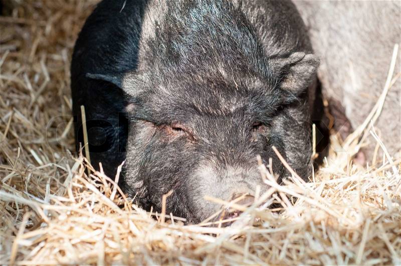 Sleeping pig on the farm in italy, stock photo