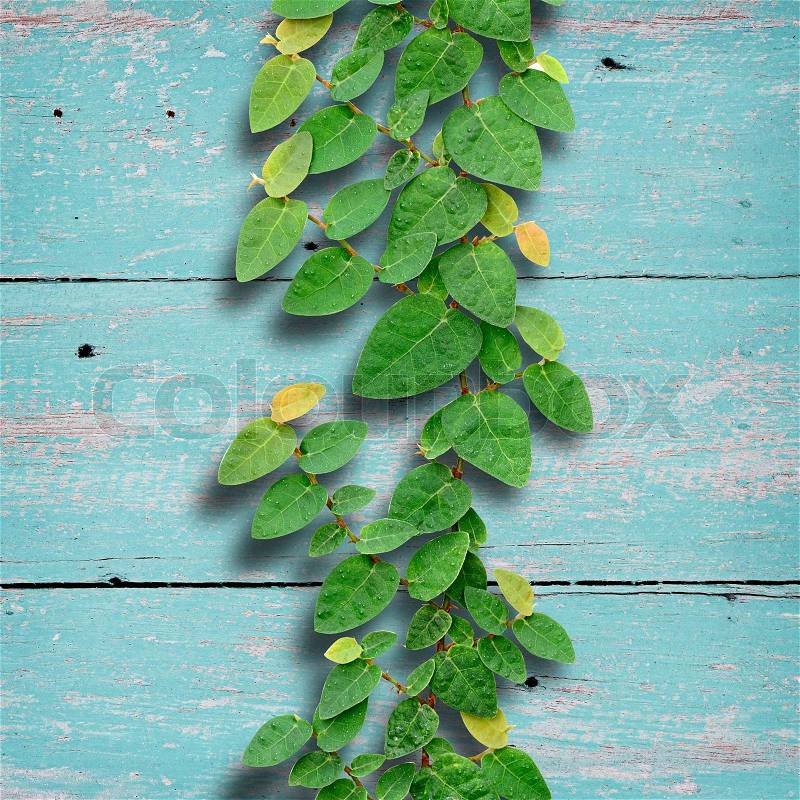 Ivy fixing climbing tree on grunge wood background on green color, stock photo