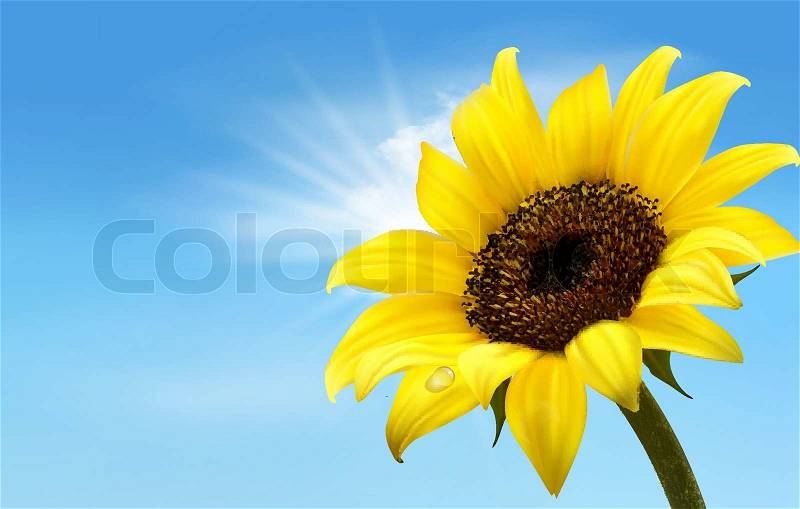 Background with sunflower field over cloudy blue sky. Vector, vector