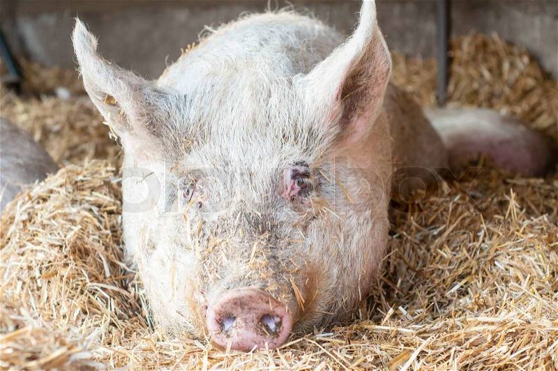 Sleeping pig on the farm in italy, stock photo