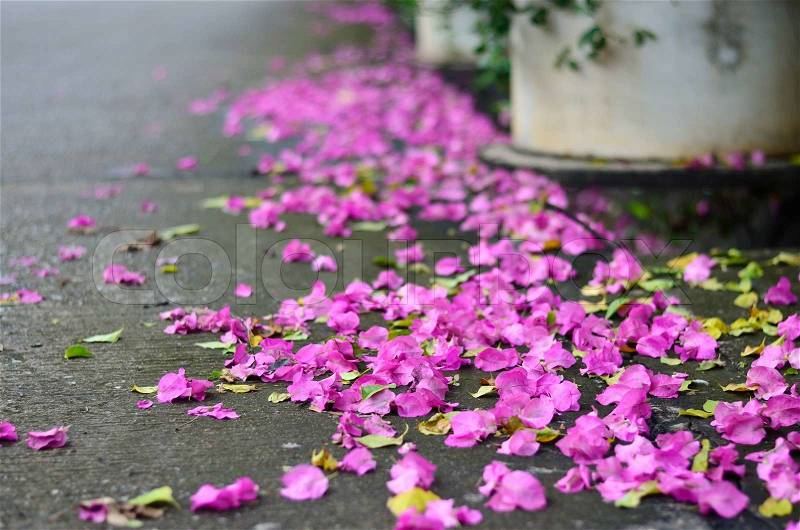 Closeup of fallen flower on the floor by the road, stock photo