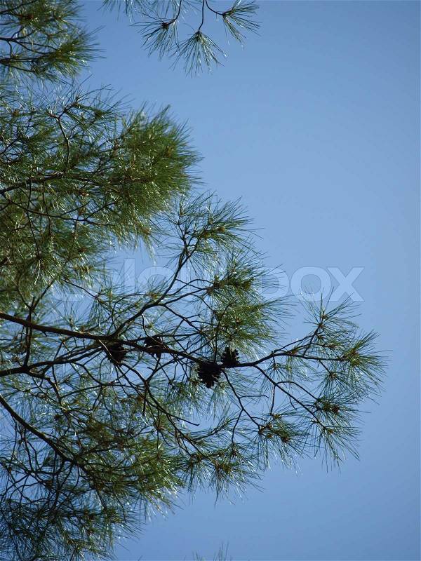 Young branches of pin tree in spring against blue sky background, stock photo