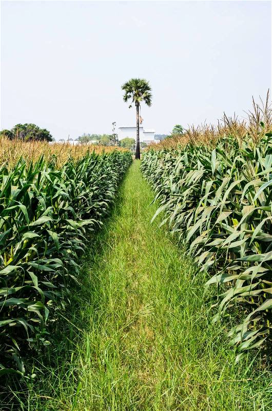 Corn farm, stock photo
