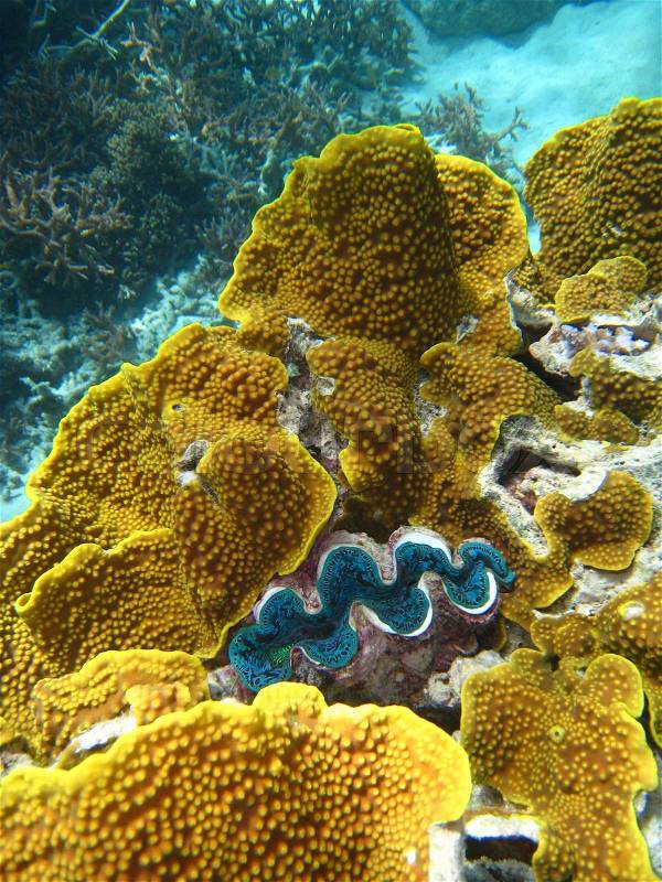 Underwater Scene of Great Barrier Reef, stock photo