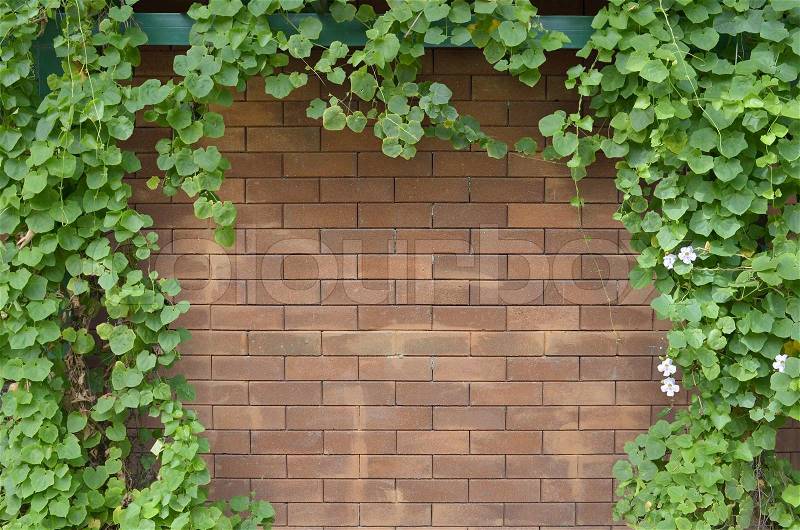 Ivy bush on brick wall background, stock photo