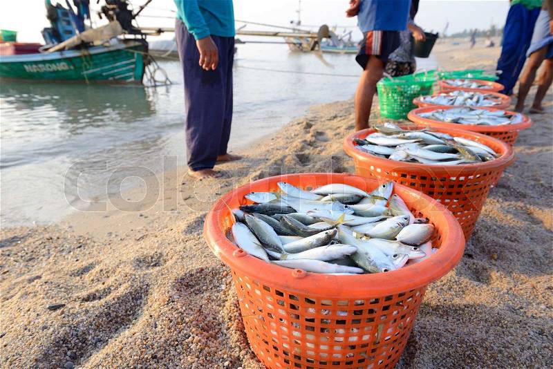 Fresh mackerel fishes in the plastic basket direct sale from fisherman, stock photo