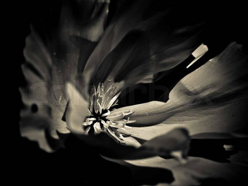 Romantic background with flower black and white, stock photo