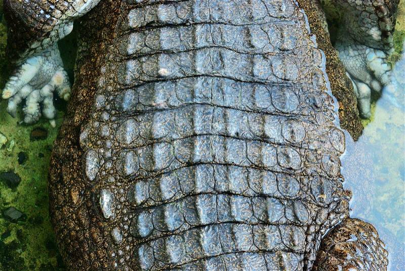 Close up on crocodile skin texture background, stock photo