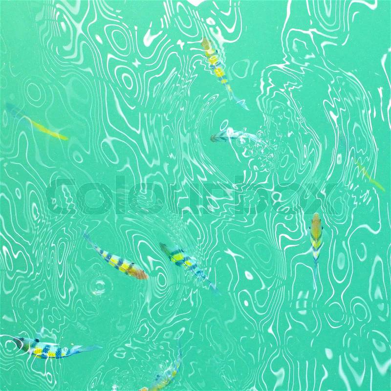 Top view of colorful fish in the light green water ripple, stock photo