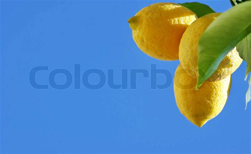 Yellow lemons on blue sky background, stock photo