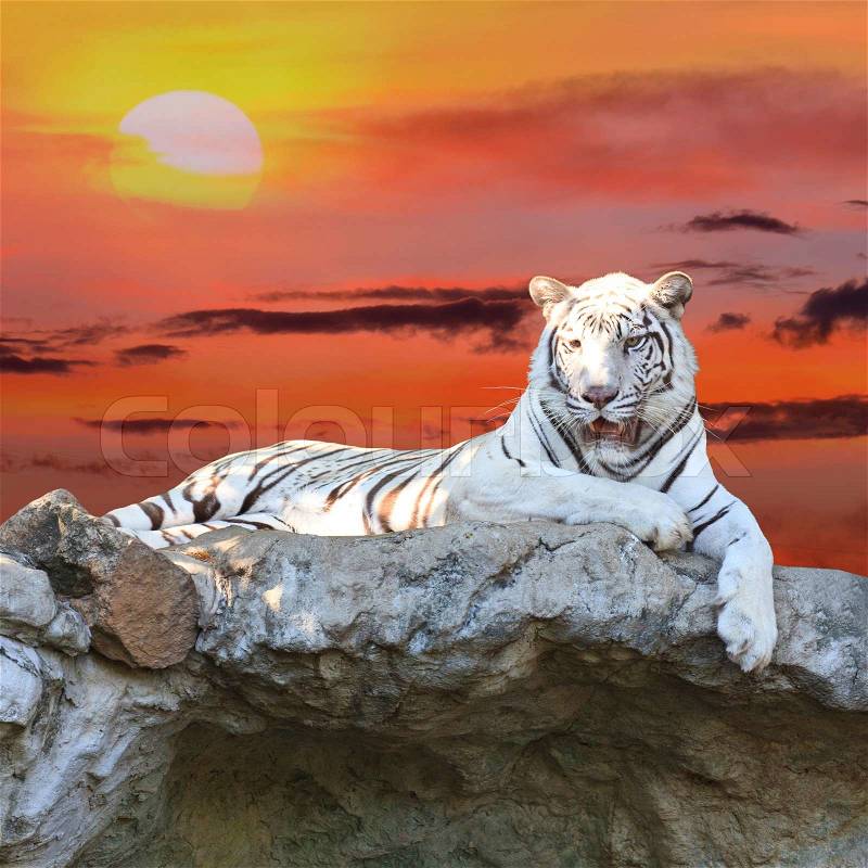 White tiger at sunset, stock photo
