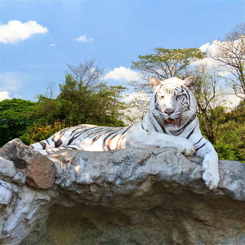 White tiger in the forest, stock photo