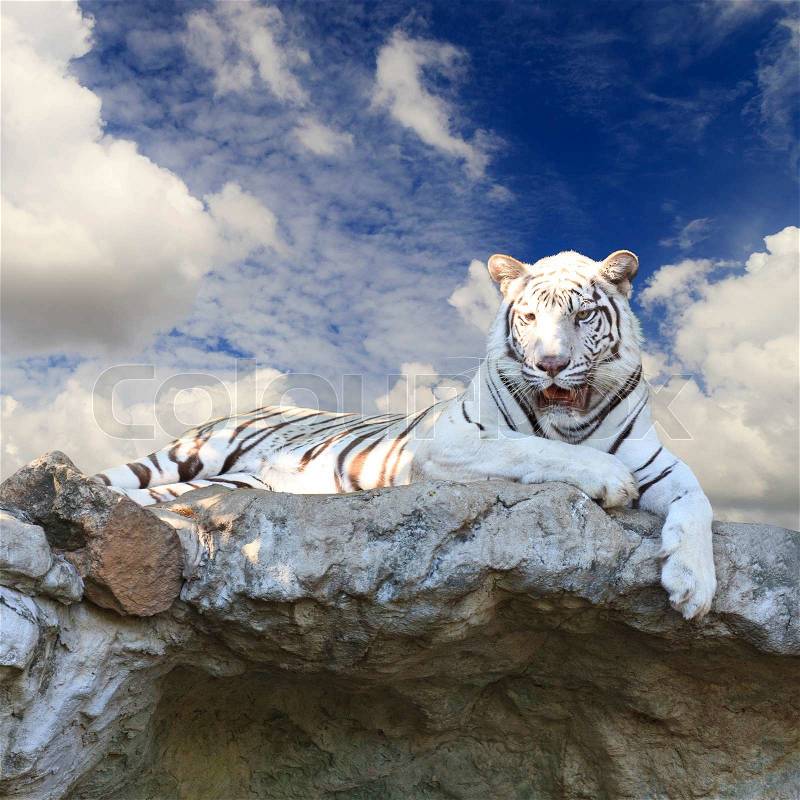White tiger on blue sky, stock photo