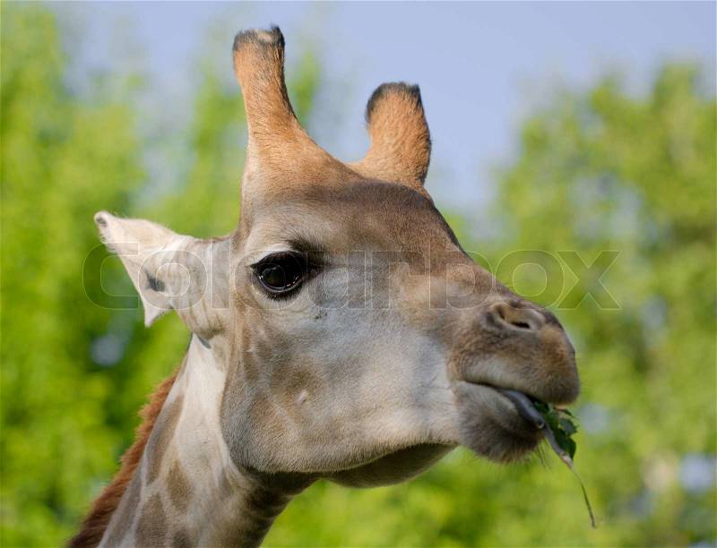 Giraffe\'s head in the nature, stock photo
