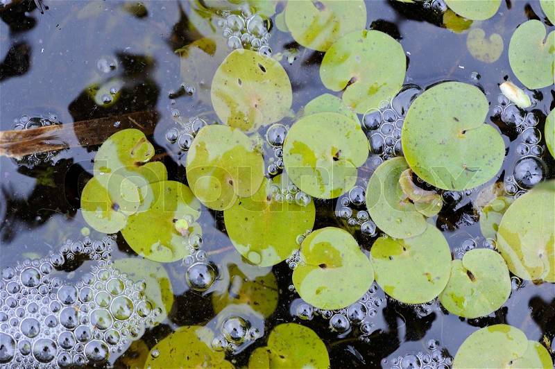 Green water lily leaves floating on the water with bubbles, stock photo
