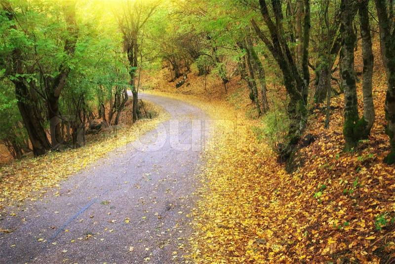 Road in autumn wood. Nature composition. , stock photo