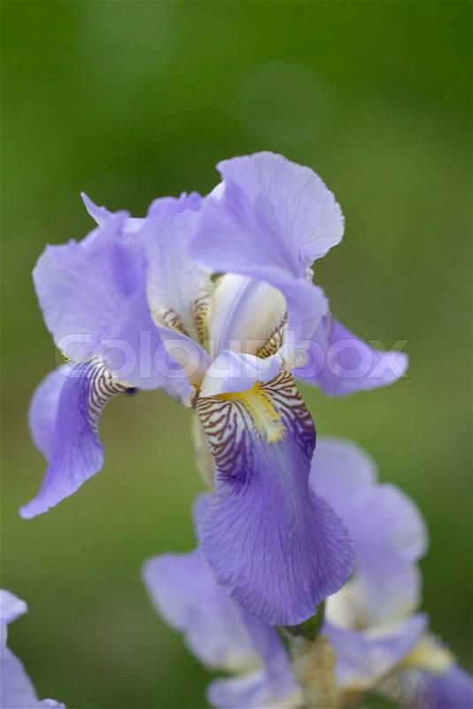 Beautiful iris flower in nature, stock photo