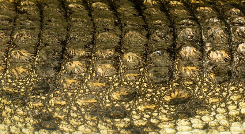 Crocodile skin as background, stock photo