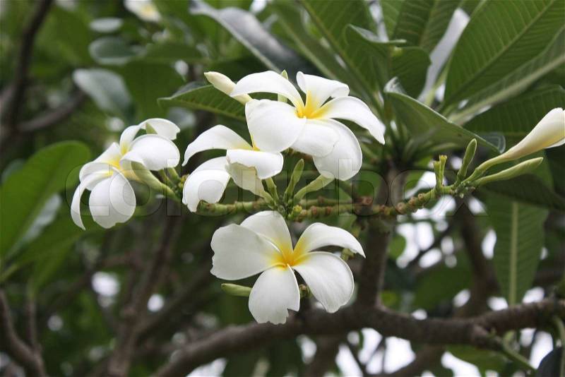 White and yellow Frangipani or Pagoda tree or Temple tree natural background, stock photo