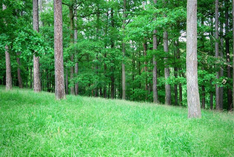 Mixed forest with thick grass in springtime, stock photo