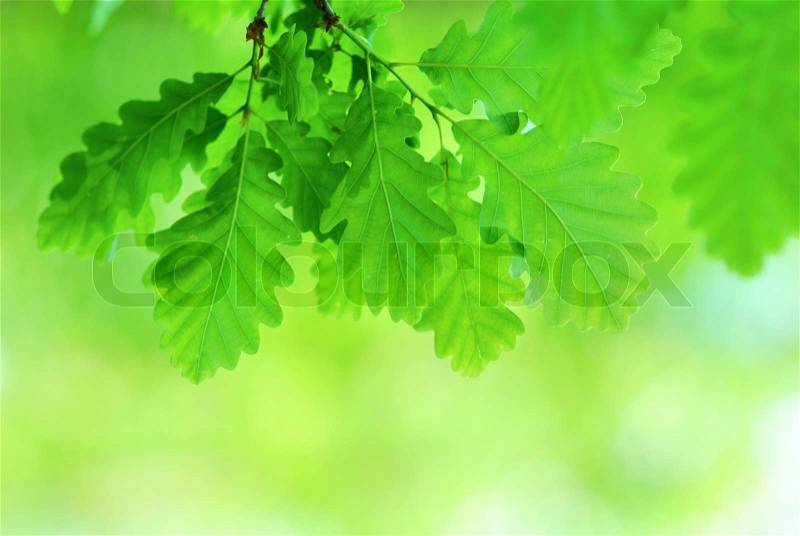 Fresh and young oak leaves in springtime, stock photo