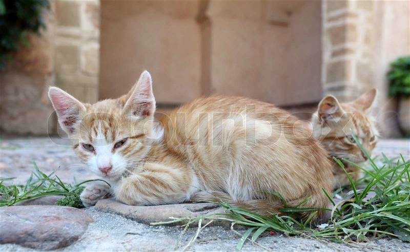 Lazy cats in the medina of Rabat, Morocco, stock photo
