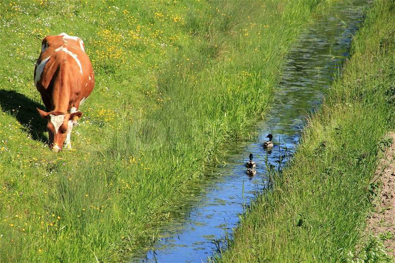 The cow, farm animal and ruminant is grazing in a field of grass, in the pool swimming ducks in spring, stock photo