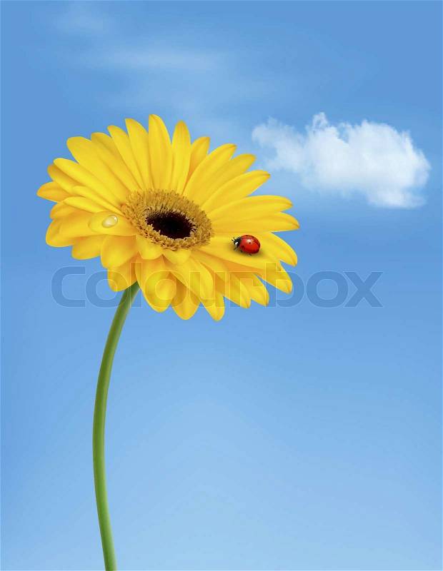 Summer nature background with ladybug on yellow flower. Vector. , vector