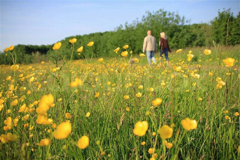 Landscape, happy couple is walking along a field of blooming buttercups, wild flowers, in spring, stock photo
