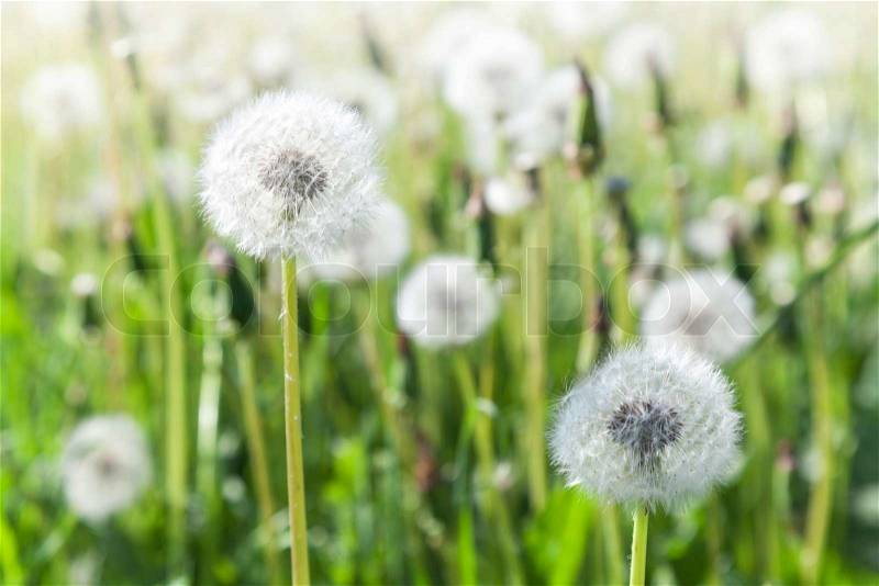 Macro of dandelion flowers with white fluffy flying seeds, stock photo