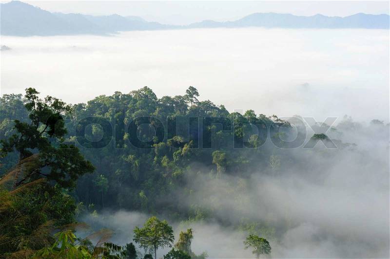 Beautiful floating fog landscape in rain forest, Thailand, stock photo