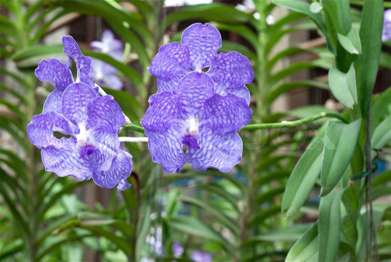Blue orchid vanda sansai blue in the garden, stock photo