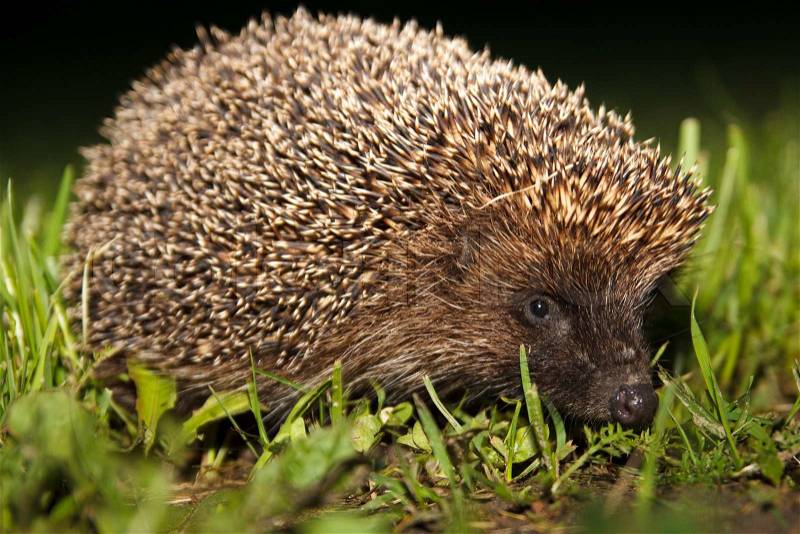 Wild hedgehog in the grass at night, stock photo