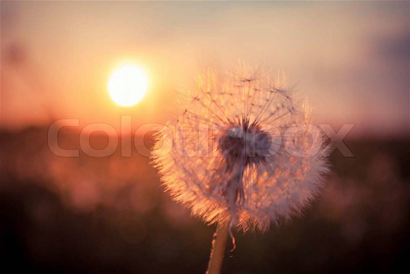 Dandelions in meadow at red summer sunset, stock photo